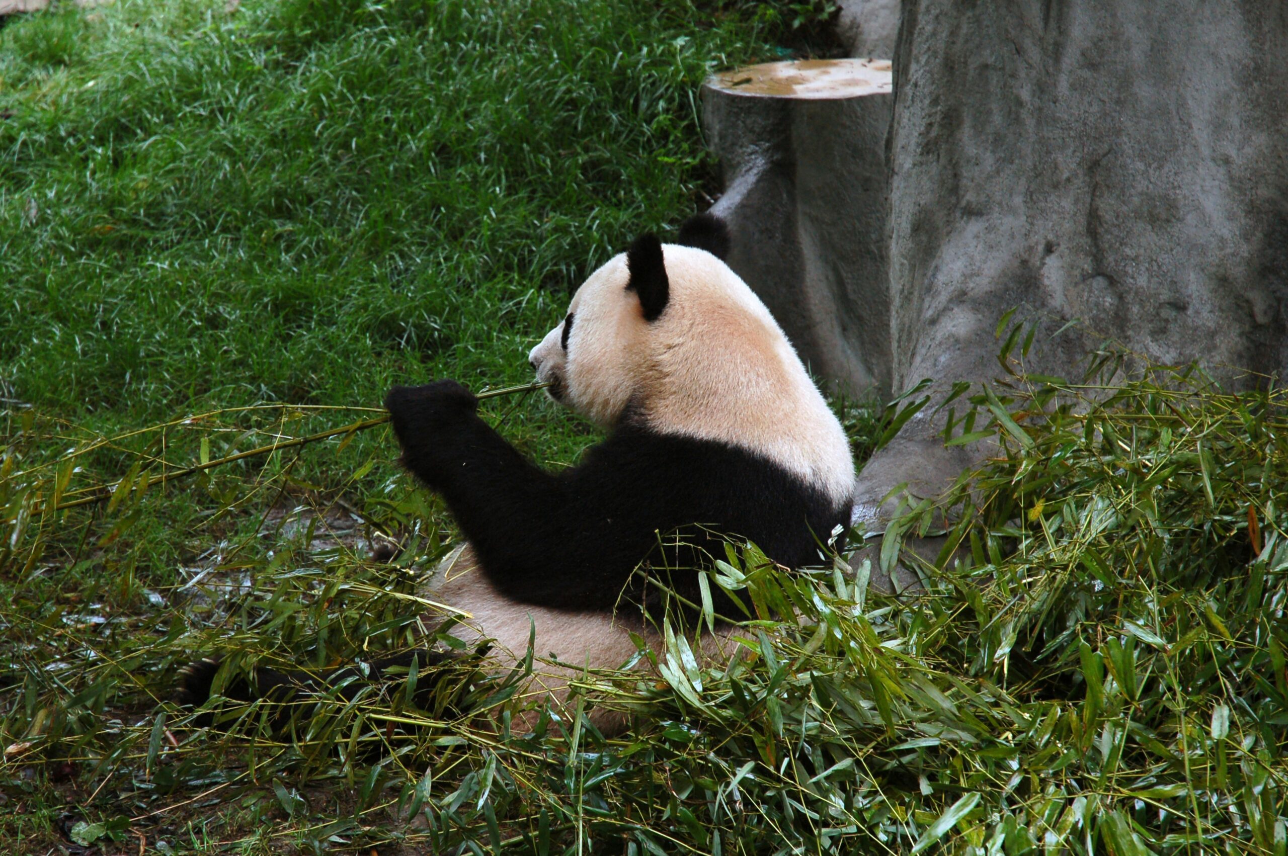 ぼーっとしてるパンダ