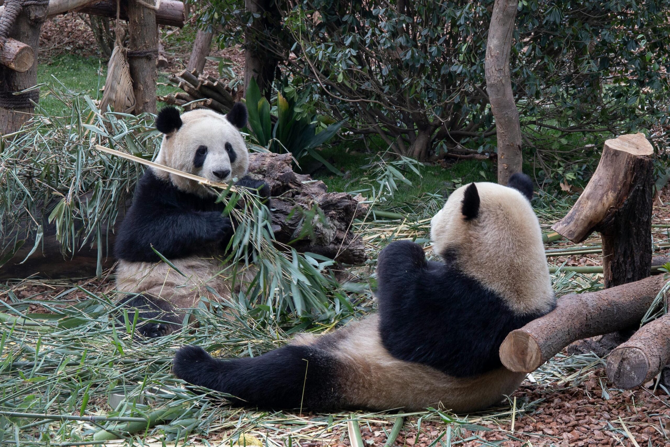 仲間と楽しんでるパンダ