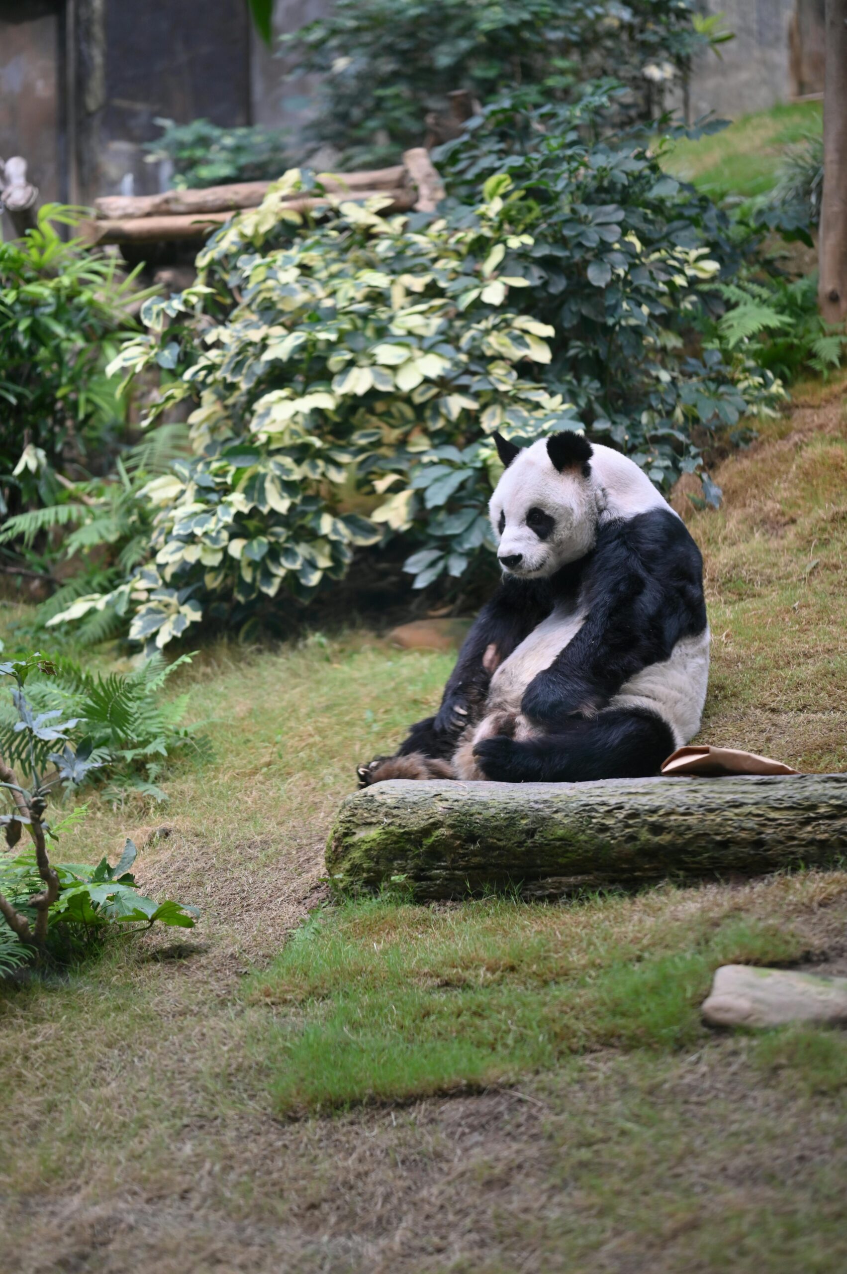 落ち込んでるパンダ